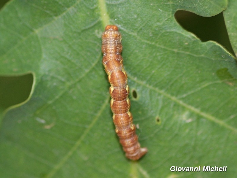 Bruco di Erannis defoliaria? S